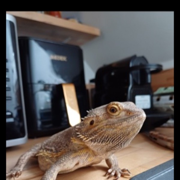 Pogo