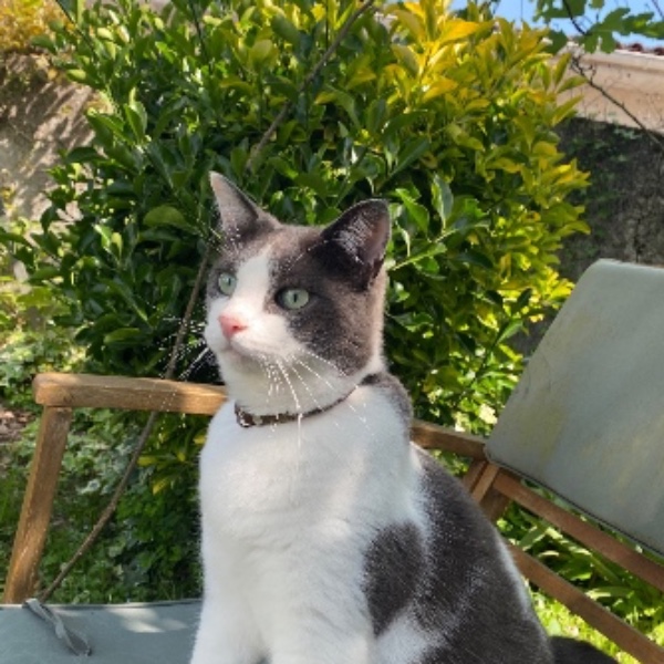 Chattam