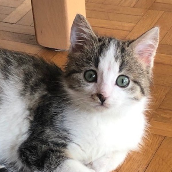 Milo