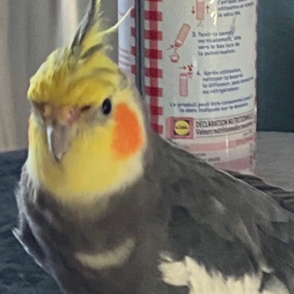Photo de elvis