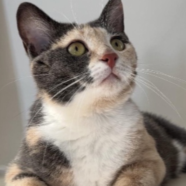 Sybelle