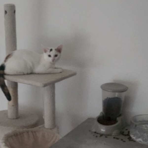 Maya