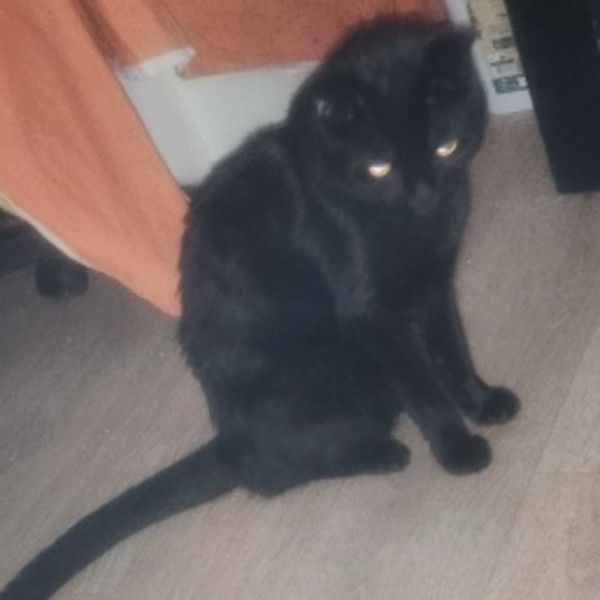 Mogwaï