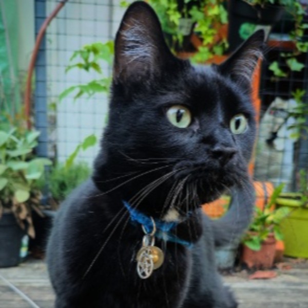 Sirius