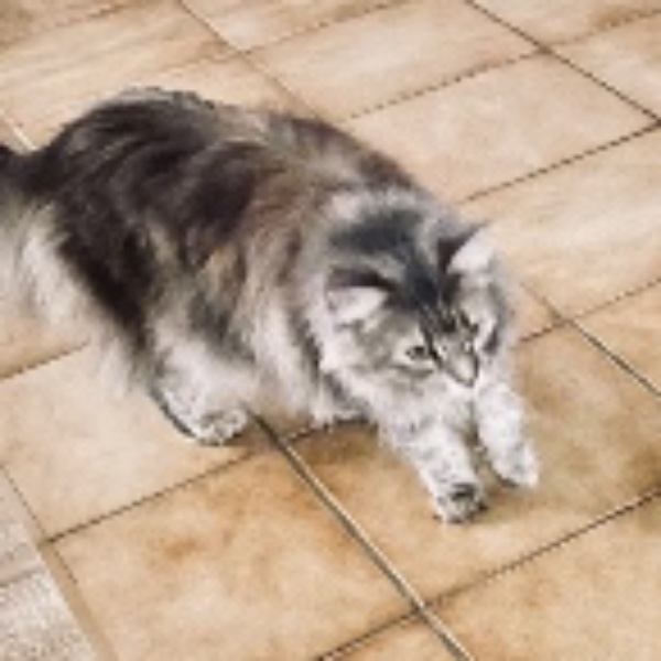 Freya
