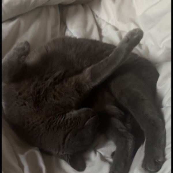 Gribouille