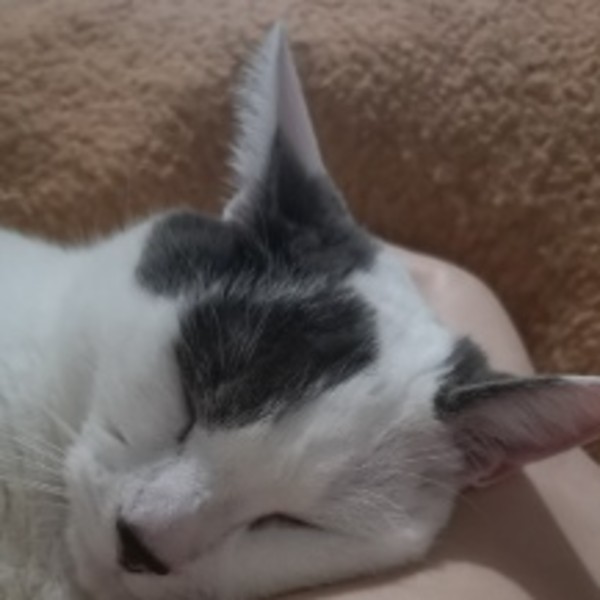 yuki