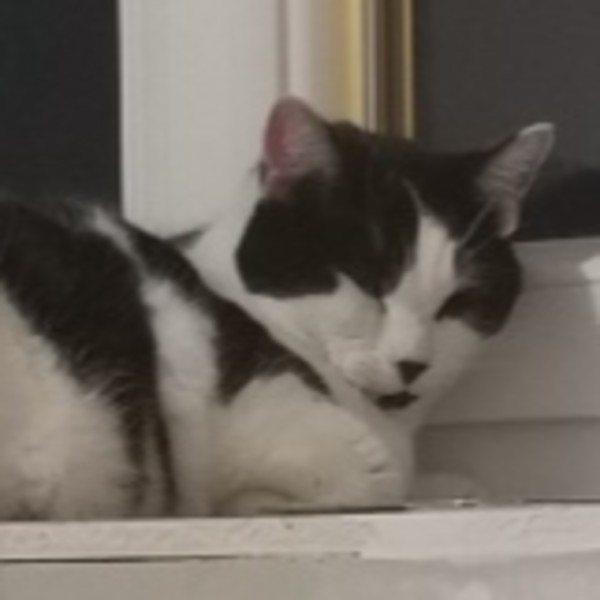cleo