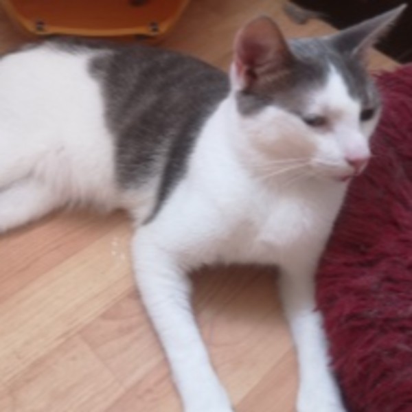 Minou