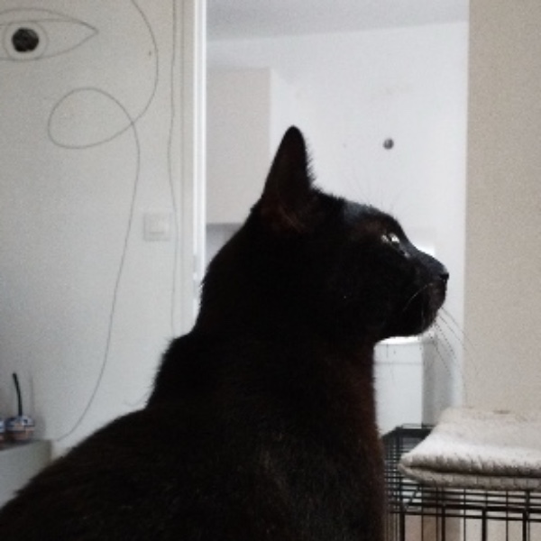Gigi