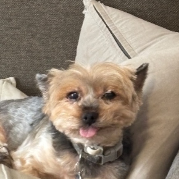 Pixel