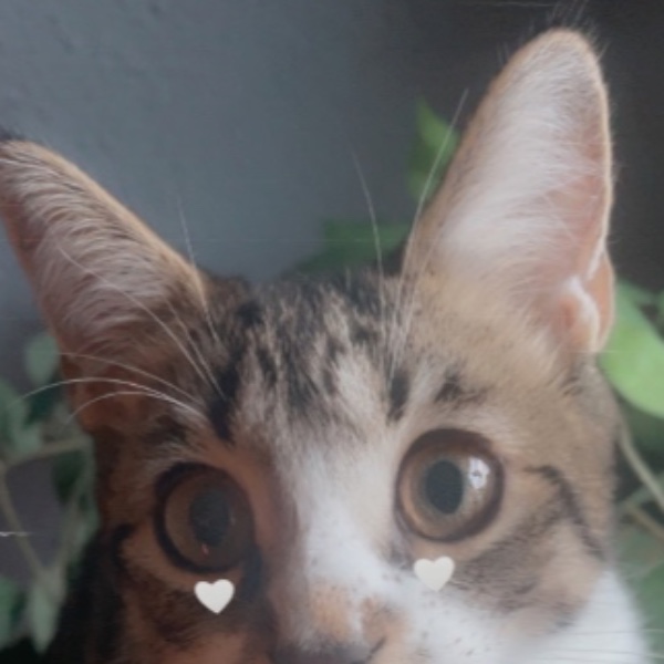 Tsuki