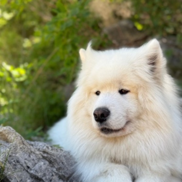Igloo