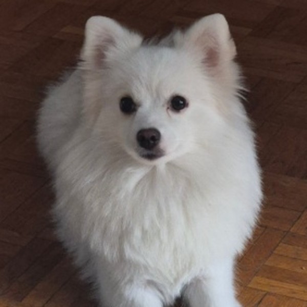 Ava