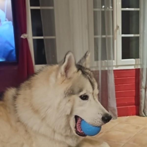 Baloo