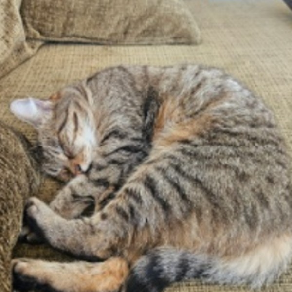 Photo de Panpan