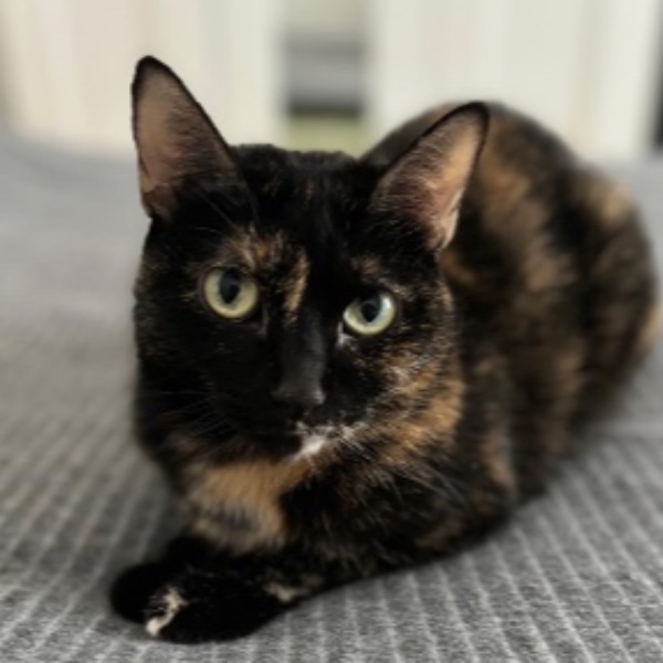 marmite