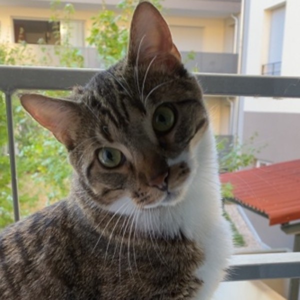 Milou