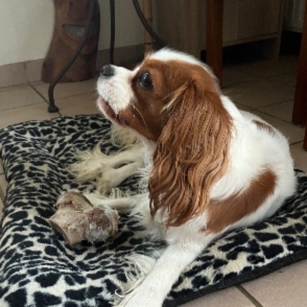 Photo de Louna