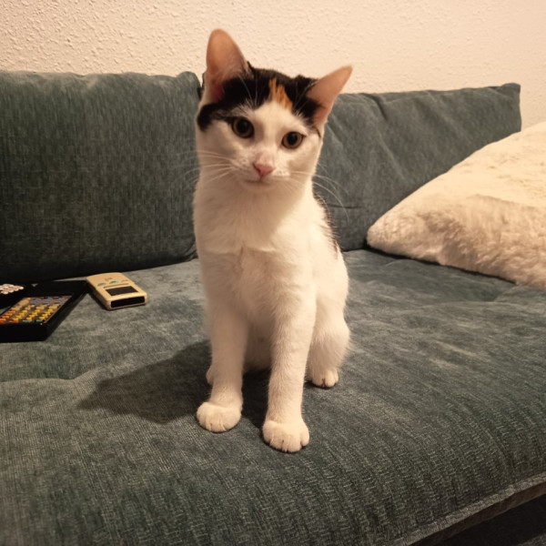 Galatée