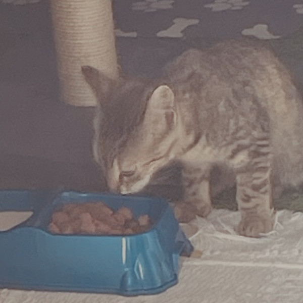 Photo de Bonnie