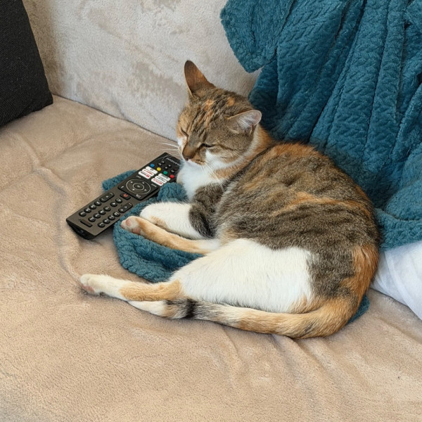Mimi