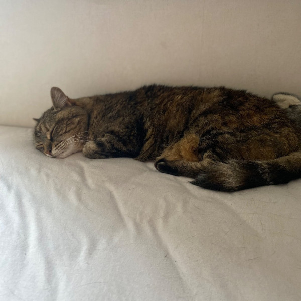 Chouchoute