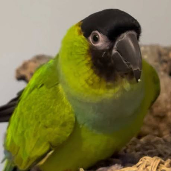 keesao