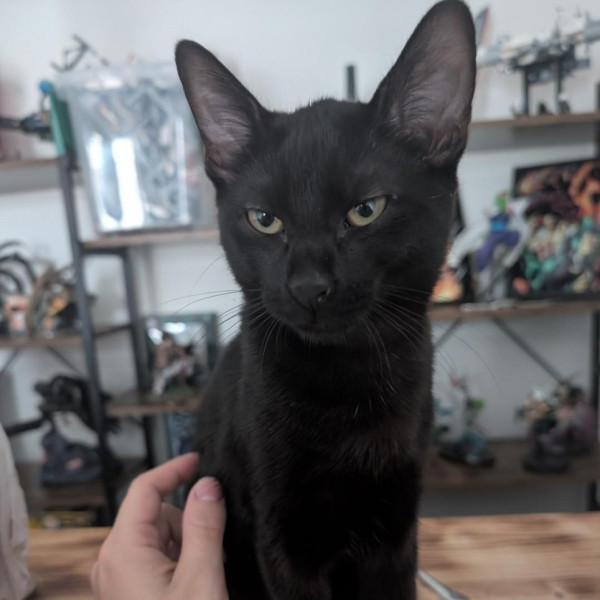 Onyx