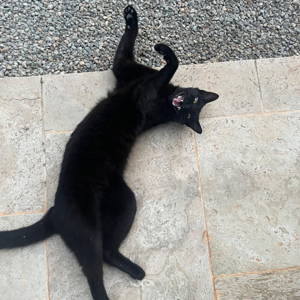 Loki