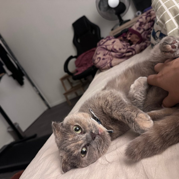 cooki