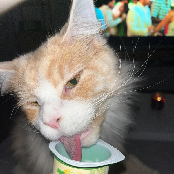 Taïko