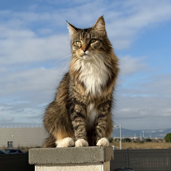 Nelson