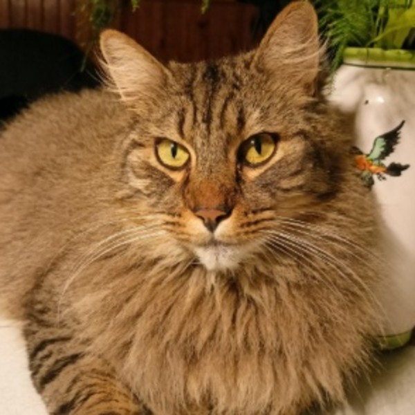 Aslan