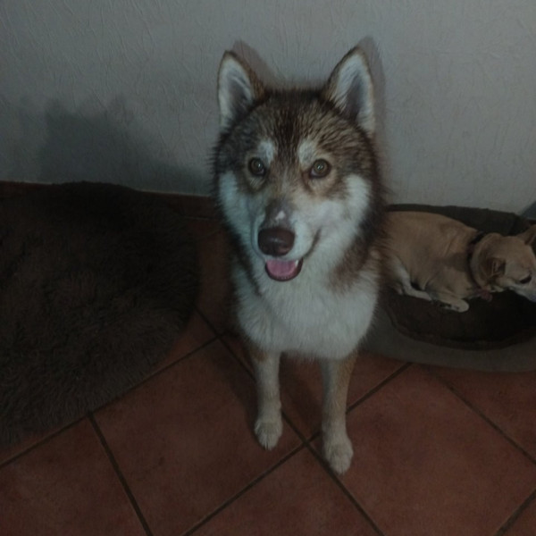 Valou