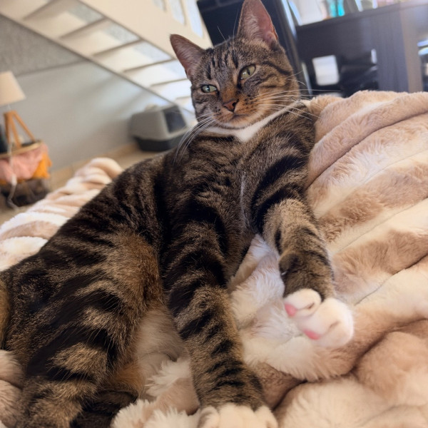 Photo de Kitty