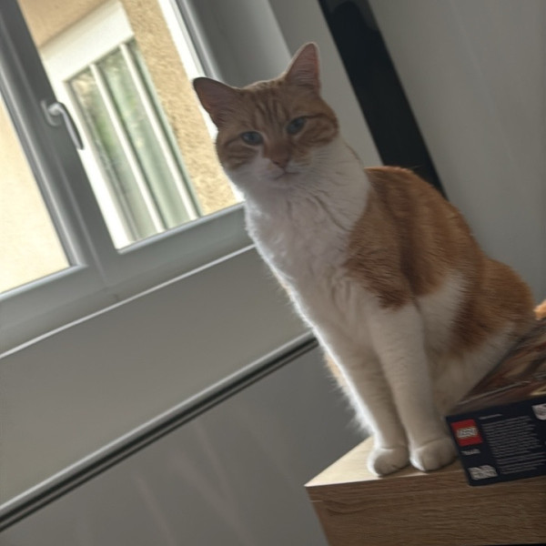 Kitkat
