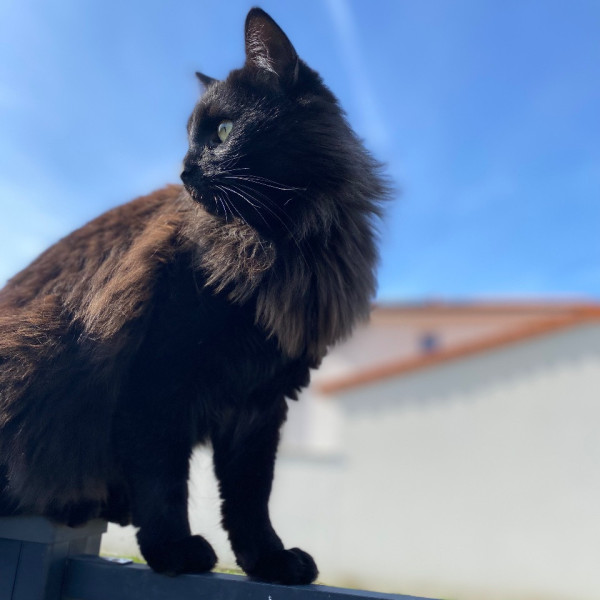 Taïko