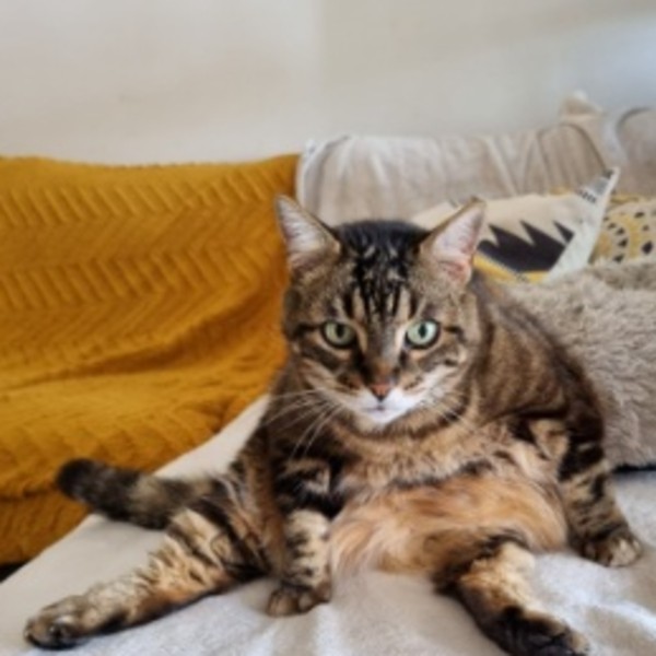 Nala
