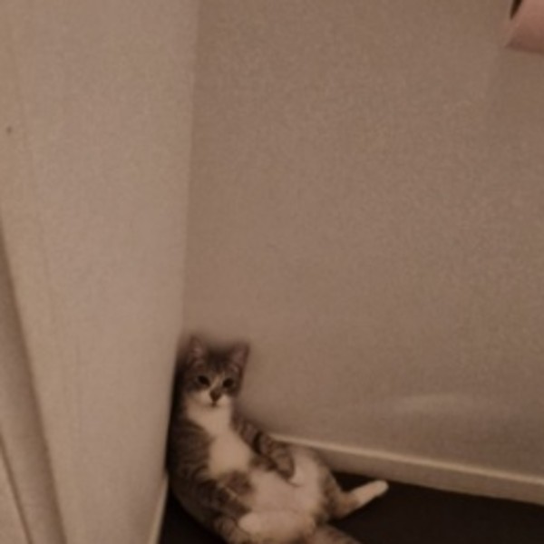 Tigri