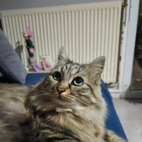 Chouquette