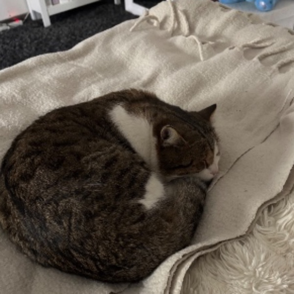 Simba