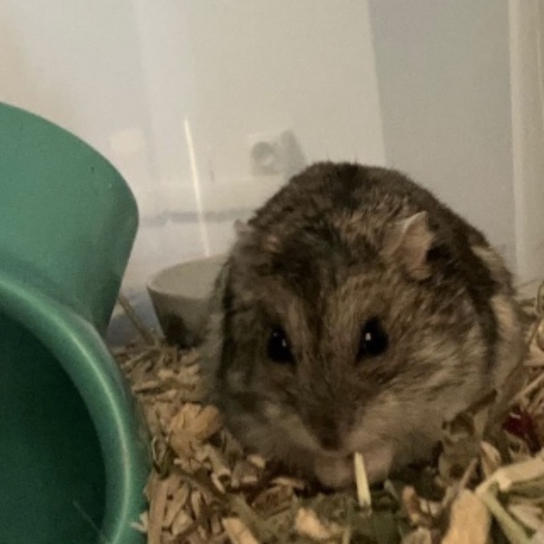 Peanut