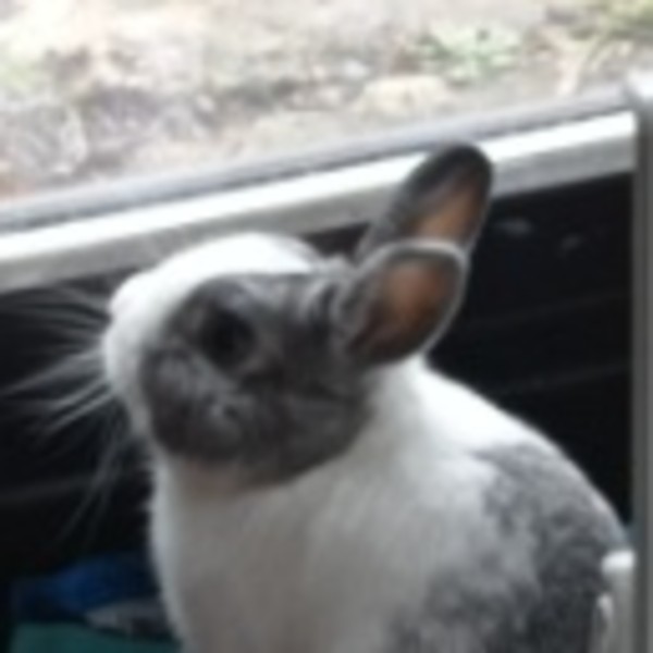 Léo