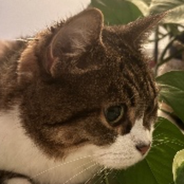 Moka