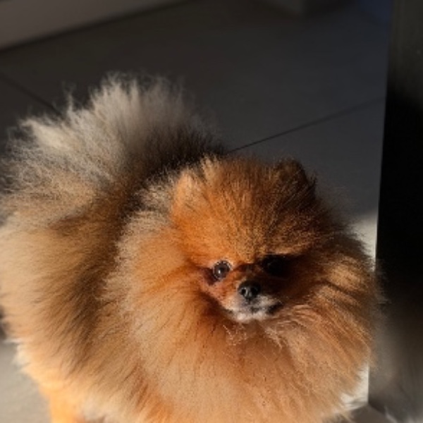 Pom