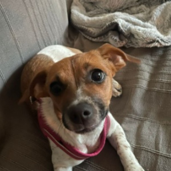 Suki