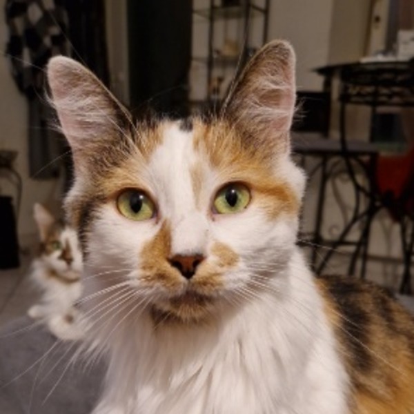 Chouquette