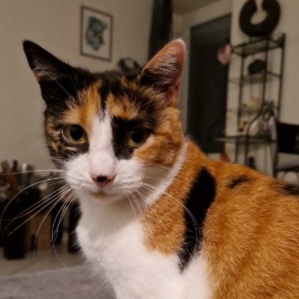 Cali