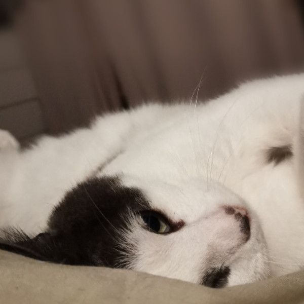 Tsuki